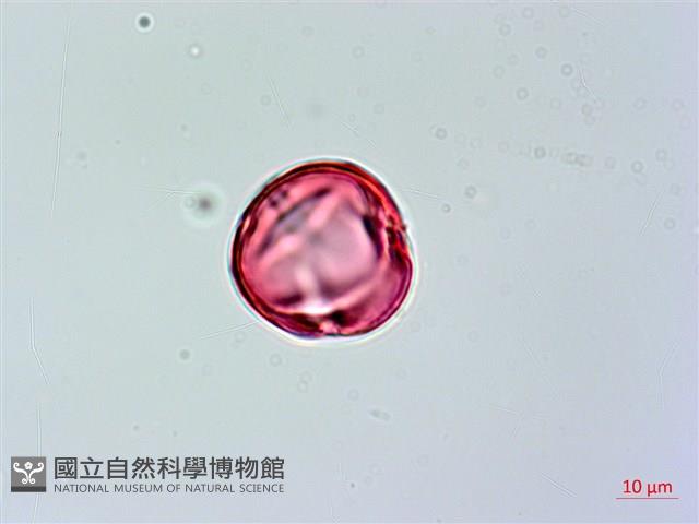 Lan-yu Tabernaemontana Collection Image, Figure 3, Total 4 Figures