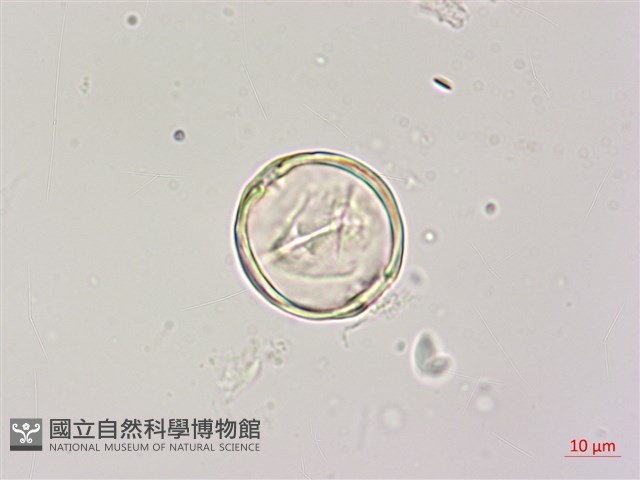 蘭嶼椌木藏品圖，第3張