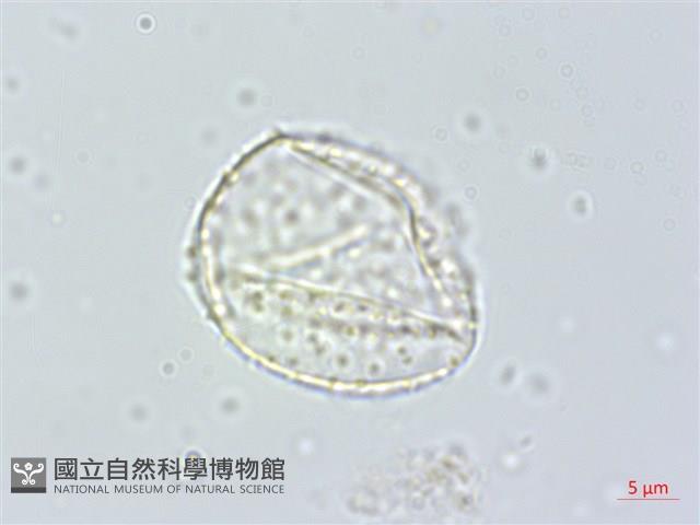 登錄號:S148309藏品圖，第2張