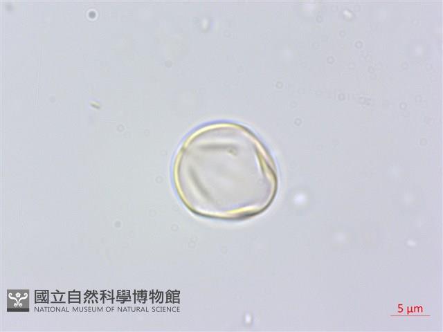 假柃木、賽柃木藏品圖，第2張