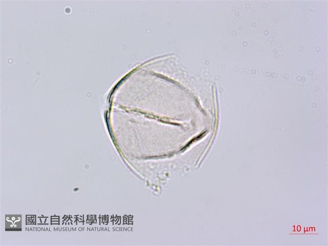 秤錘樹藏品圖，第2張