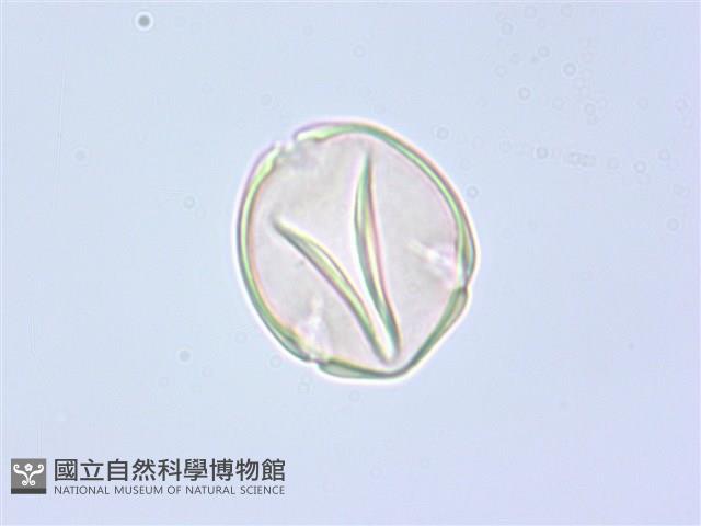 水晶蘭藏品圖，第2張