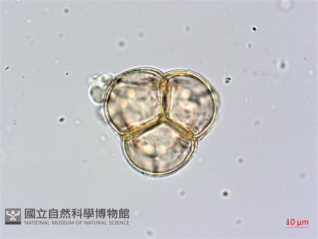 金毛杜鵑藏品圖，第2張