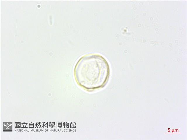 野麻藏品圖，第2張