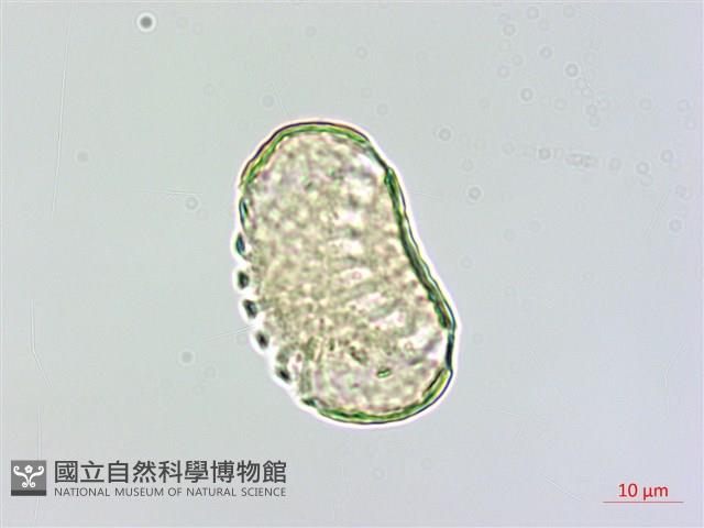 心果小扁豆藏品圖，第2張