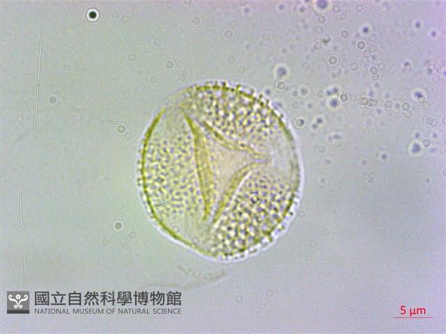 冇骨消藏品圖，第3張