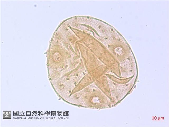 翅子樹、裡白翅子樹、臺灣翅子樹藏品圖，第3張