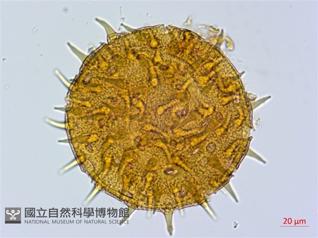 刺芙蓉藏品圖，第2張