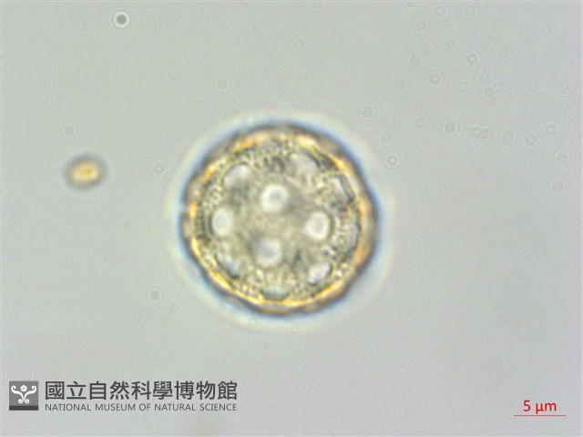 日本牛膝藏品圖，第3張
