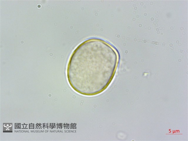 蘭嶼落檐藏品圖，第2張