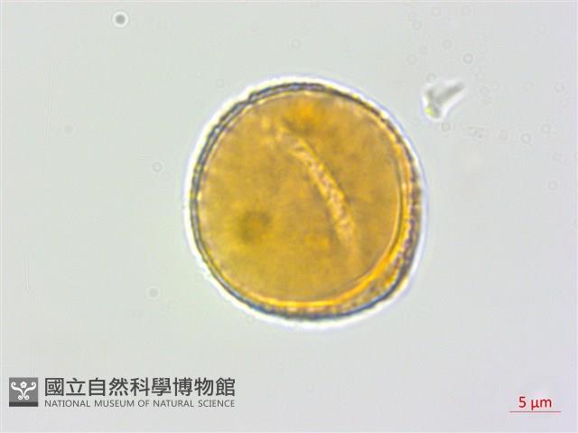 蘭嶼蘋婆藏品圖，第2張