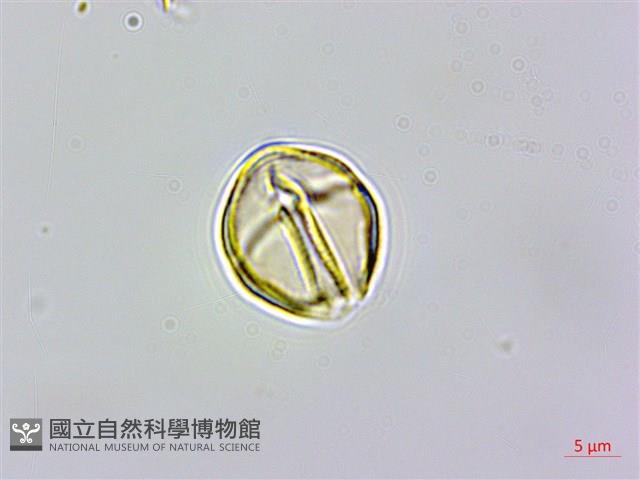 天料木藏品圖，第2張