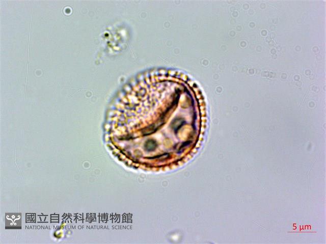 假三腳虌藏品圖，第3張