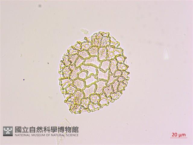 臺灣百合藏品圖，第2張