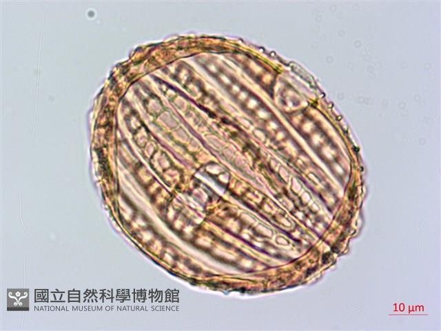 蘭嶼馬藍藏品圖，第3張