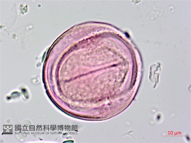 長果月橘藏品圖，第3張