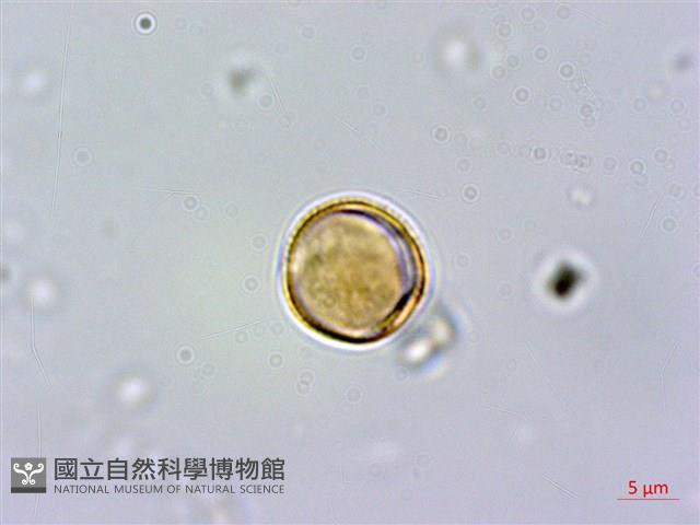 紅頭李欖, 蘭嶼李欖藏品圖，第3張