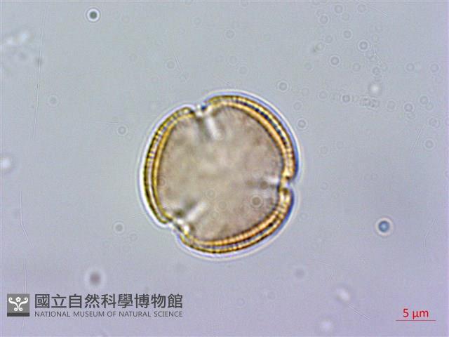 異葉木犀藏品圖，第2張