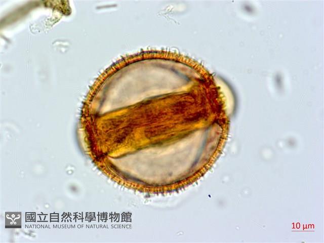 阿里山忍冬、漸尖葉忍冬藏品圖，第3張