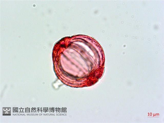 棋盤腳樹藏品圖，第3張