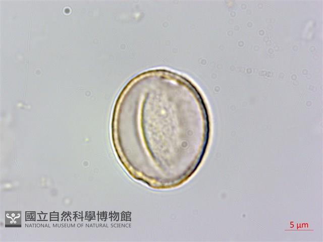 登錄號:S082499藏品圖，第2張