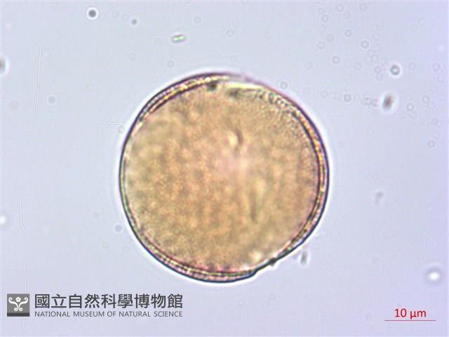 洋紅風鈴木藏品圖，第3張