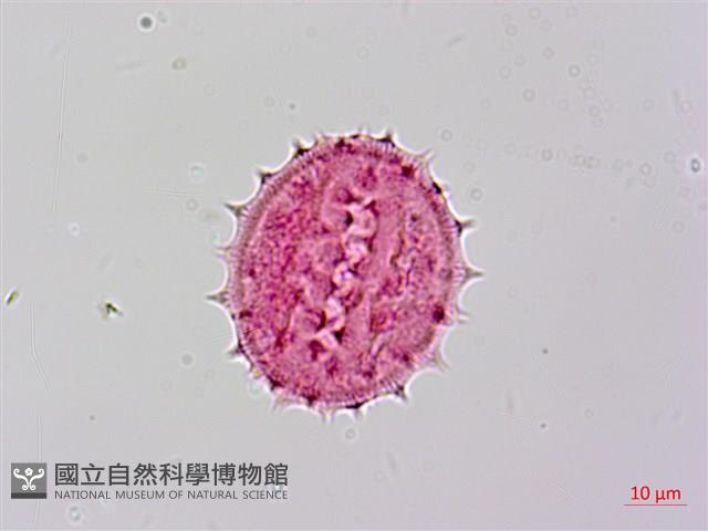 山菊藏品圖，第2張