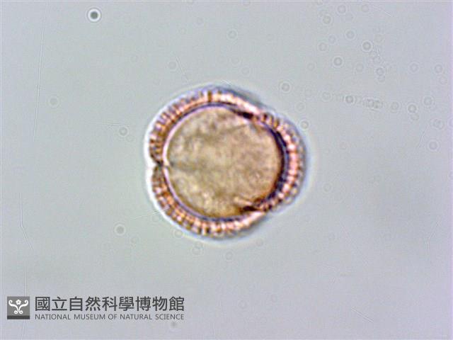 玉山筷子芥藏品圖，第3張