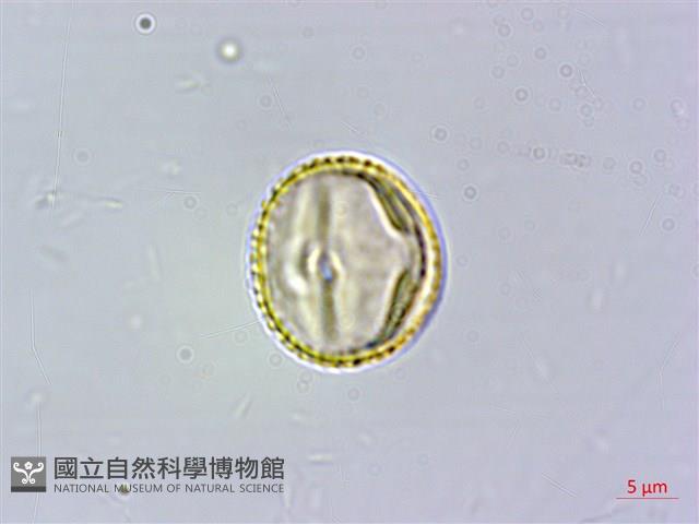 濱槐藏品圖，第2張