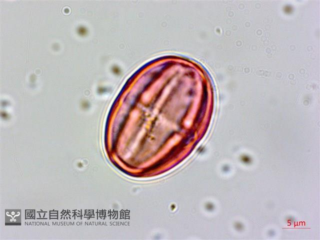 星宿菜藏品圖，第2張