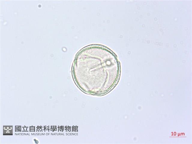 角花烏蘞莓藏品圖，第2張