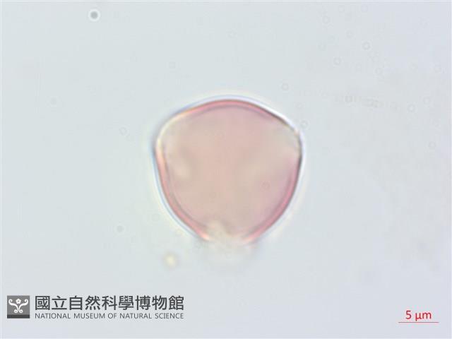 毛果柃木、菱葉柃木藏品圖，第2張