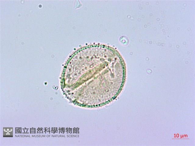 臺灣八角金盤藏品圖，第3張