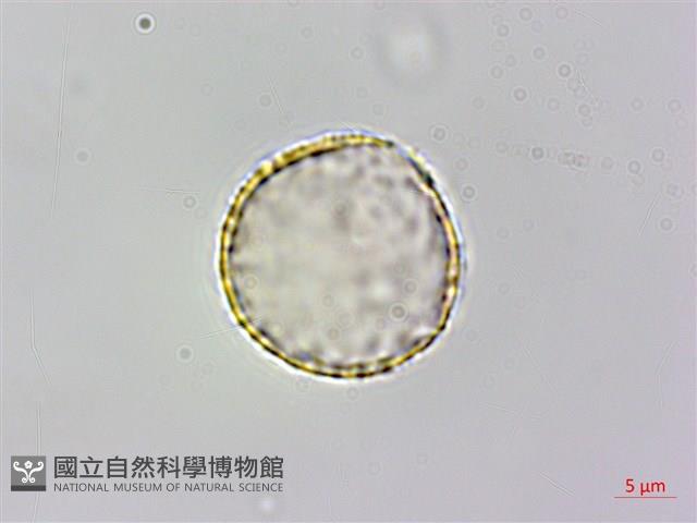 台灣土茯苓、台灣菝契、馬甲菝契藏品圖，第2張