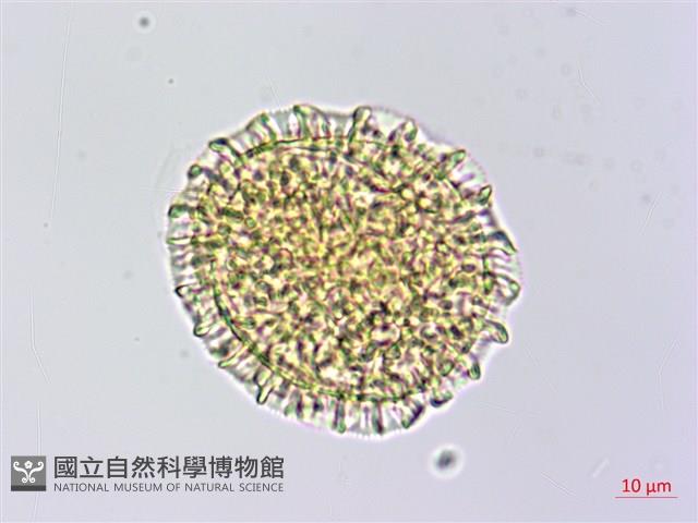 磯松藏品圖，第2張