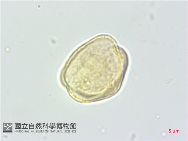 野當歸藏品圖，第2張