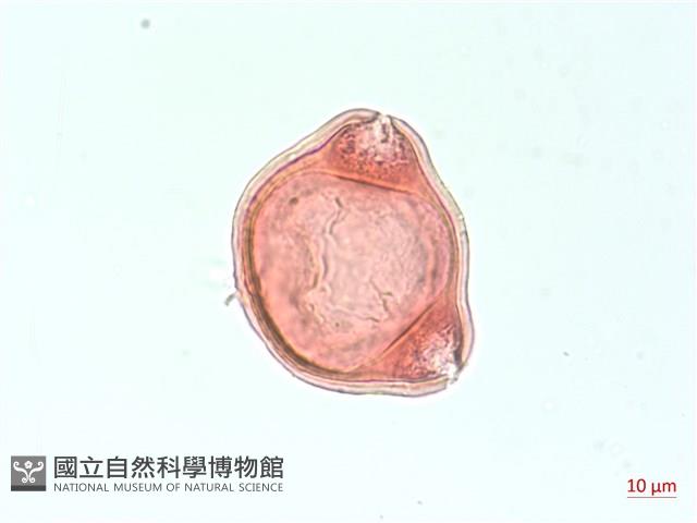 合歡柳葉菜藏品圖，第2張
