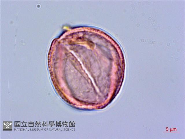 登錄號:S096039藏品圖，第2張