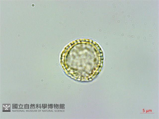 蘭嶼土防己藏品圖，第2張