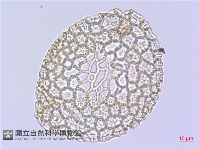 粗莖麝香百合、糙莖麝香百合、鐵炮百合藏品圖，第2張