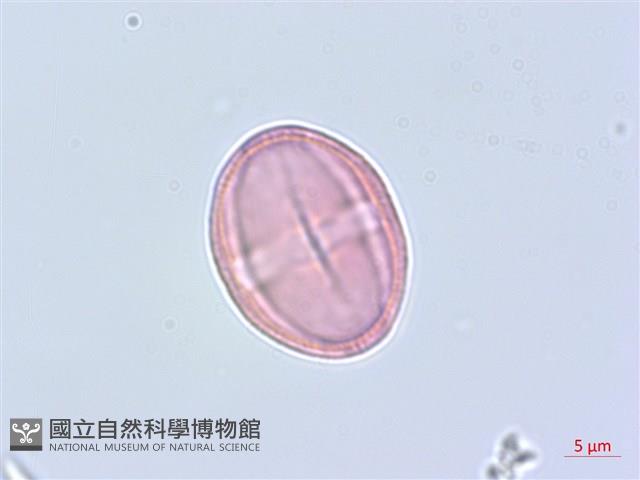 細葉柴胡藏品圖，第2張