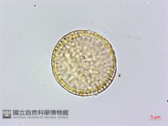 彭氏鐵線蓮藏品圖，第3張