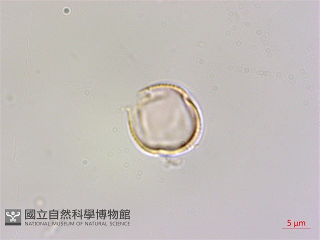 藤繡球藏品圖，第2張