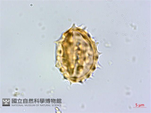 小舌菊、蔓綿菜藏品圖，第3張