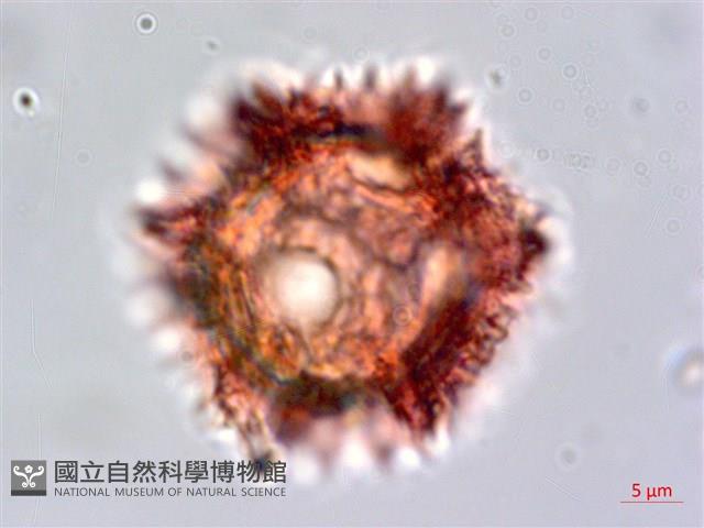 細葉假黃鵪菜藏品圖，第3張