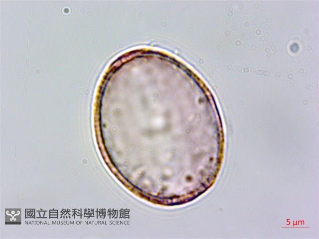 日本筋骨草藏品圖，第2張