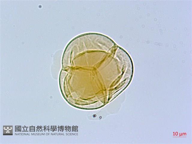 珍珠花、長尾葉越橘藏品圖，第3張