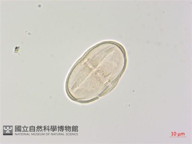 密花柴胡藏品圖，第2張