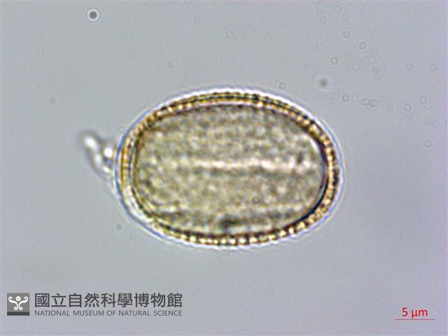 匐匍南薺藏品圖，第3張