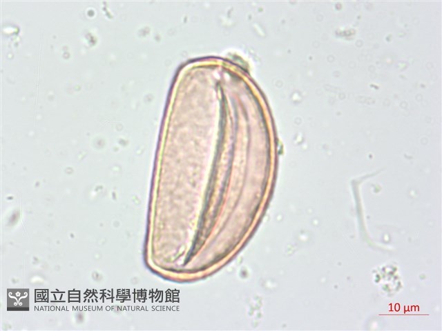 鴨舌草藏品圖，第2張